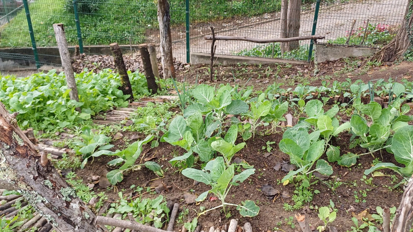 A nossa horta deu frutos… GANHÁMOS o 1.º prémio!
