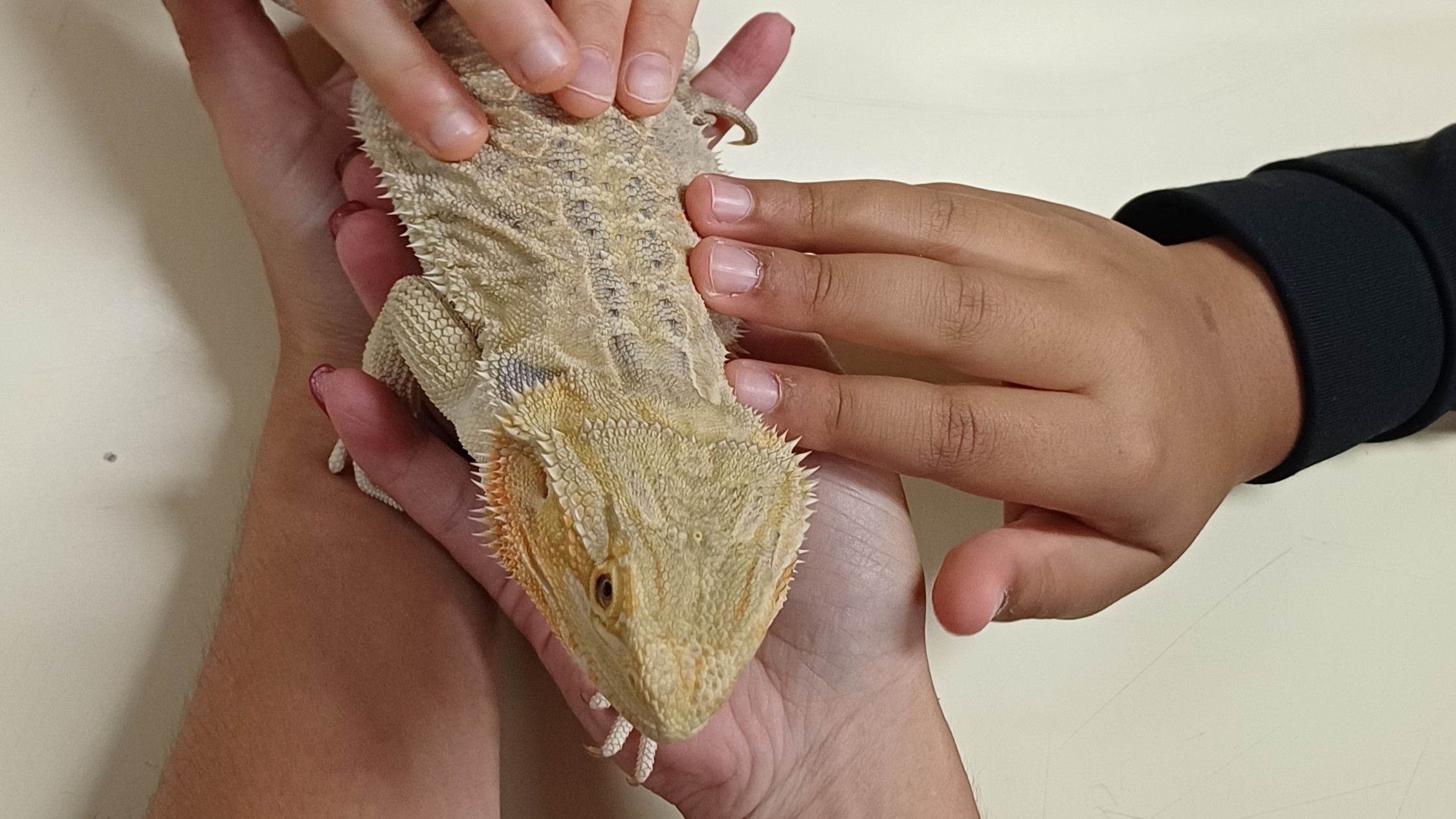 🐢🐉 Conhecer para cuidar – Sensibilização para a responsabilidade na proteção dos animais